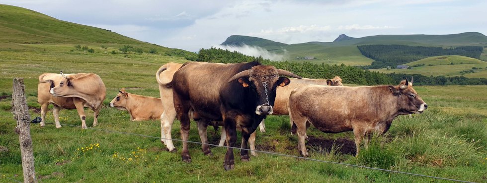 auvergne