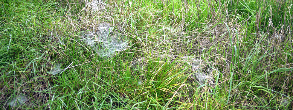 Toiles d'araignées posées sur les champs comme des parachutes