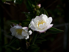 Camellia Sasanqua