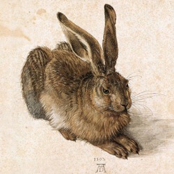 Le Lièvre (Albrecht Dürer)