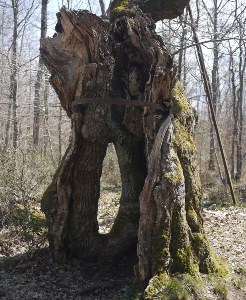 L'Arbre du Loup